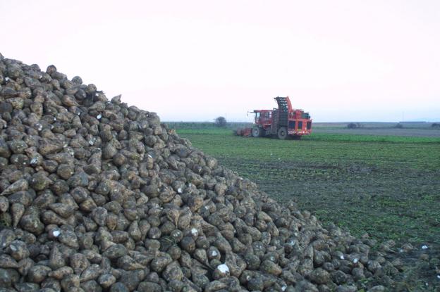 Recogida de la remolacha azucarera en una finca de La Rioja Alta en una campaña pasada