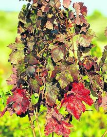 Imagen secundaria 2 - El viñedo vira al otoño
