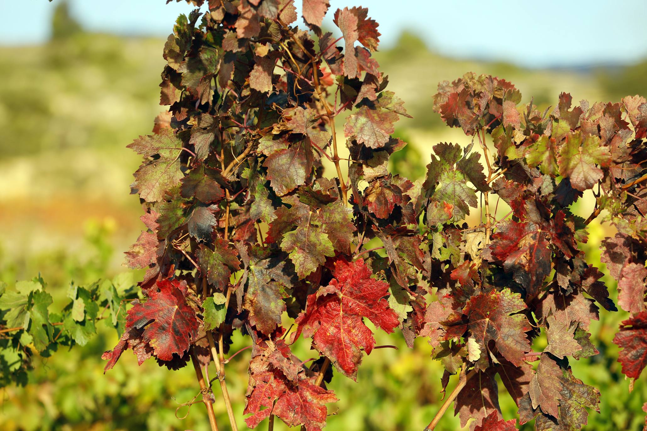 Gran variedad de colores en los viñedos de la región.