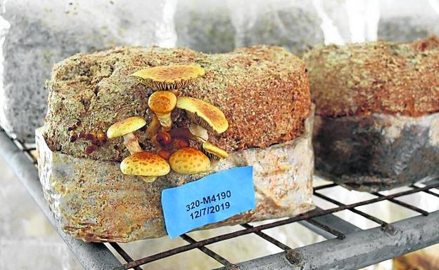 Nuevas setas, un ensayo con Pholiota nameko. 
