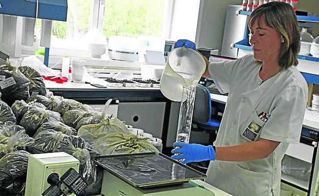 Una investigadora manipulando material en el CTICH. 