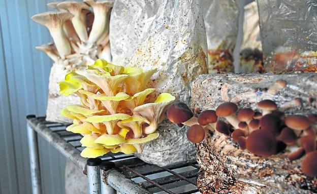 Coloridos ejemplares de Pleurotus ostreatus, seta de ostra, amarilla.