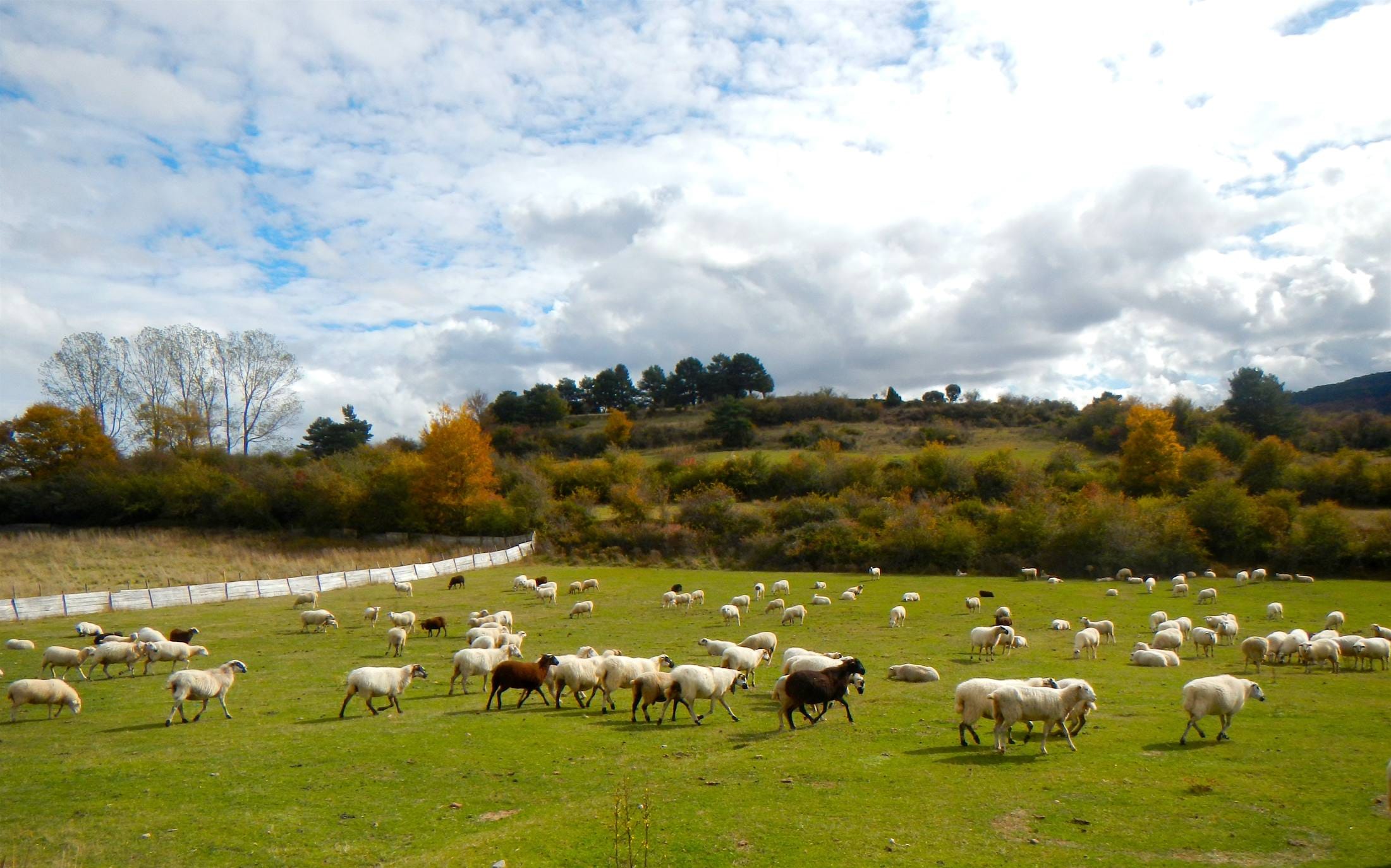 Con el temporal arreciando, el otoño da sus últimos suspiros en los Cameros riojanos dejando como testimonio bonitas estampas de bosques encendidos en llamativos colores. Un lujo para el paseo y la fotografía