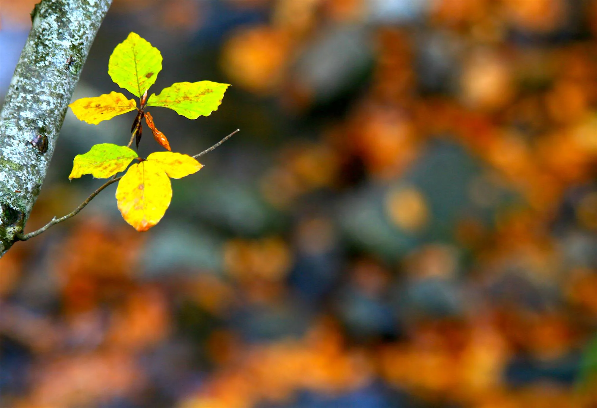 Con el temporal arreciando, el otoño da sus últimos suspiros en los Cameros riojanos dejando como testimonio bonitas estampas de bosques encendidos en llamativos colores. Un lujo para el paseo y la fotografía