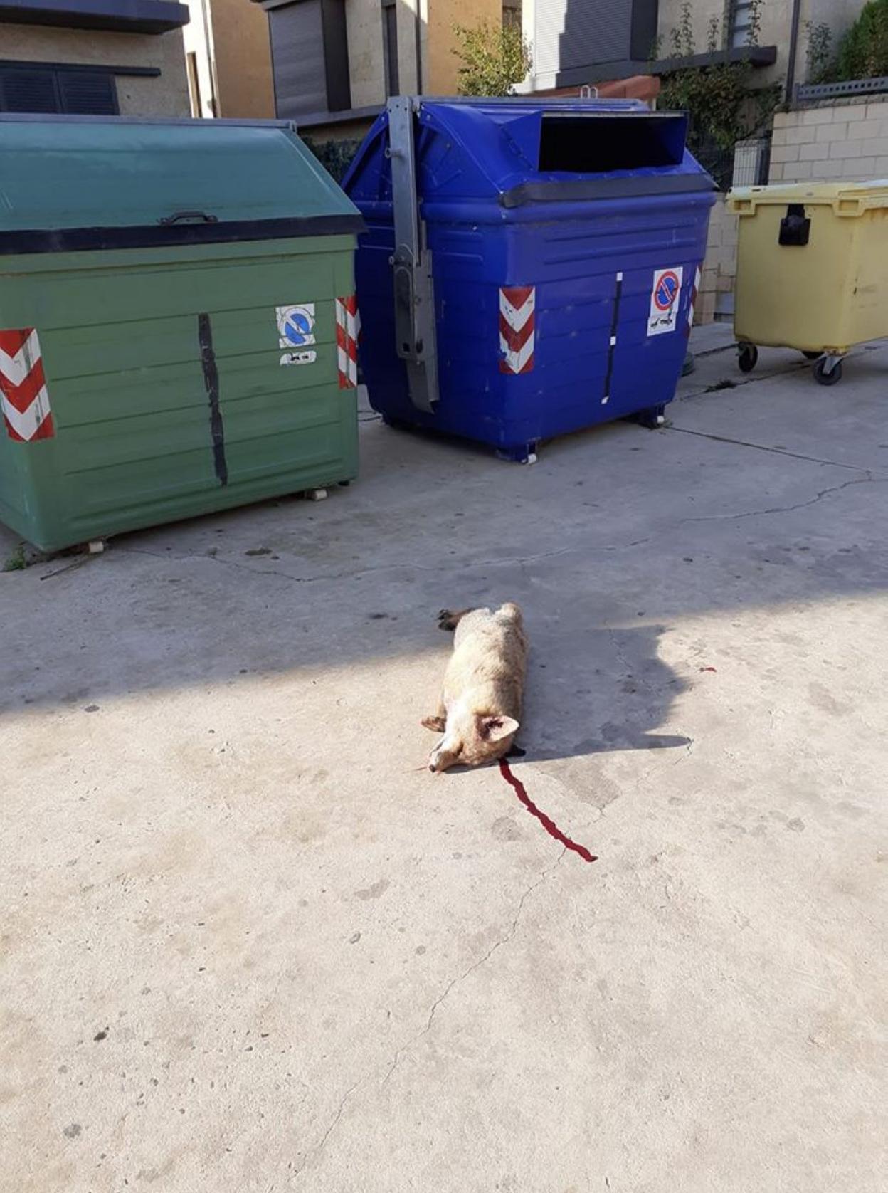 El zorro muerto que apareció en Ribafrecha. :: JUAN FERRO