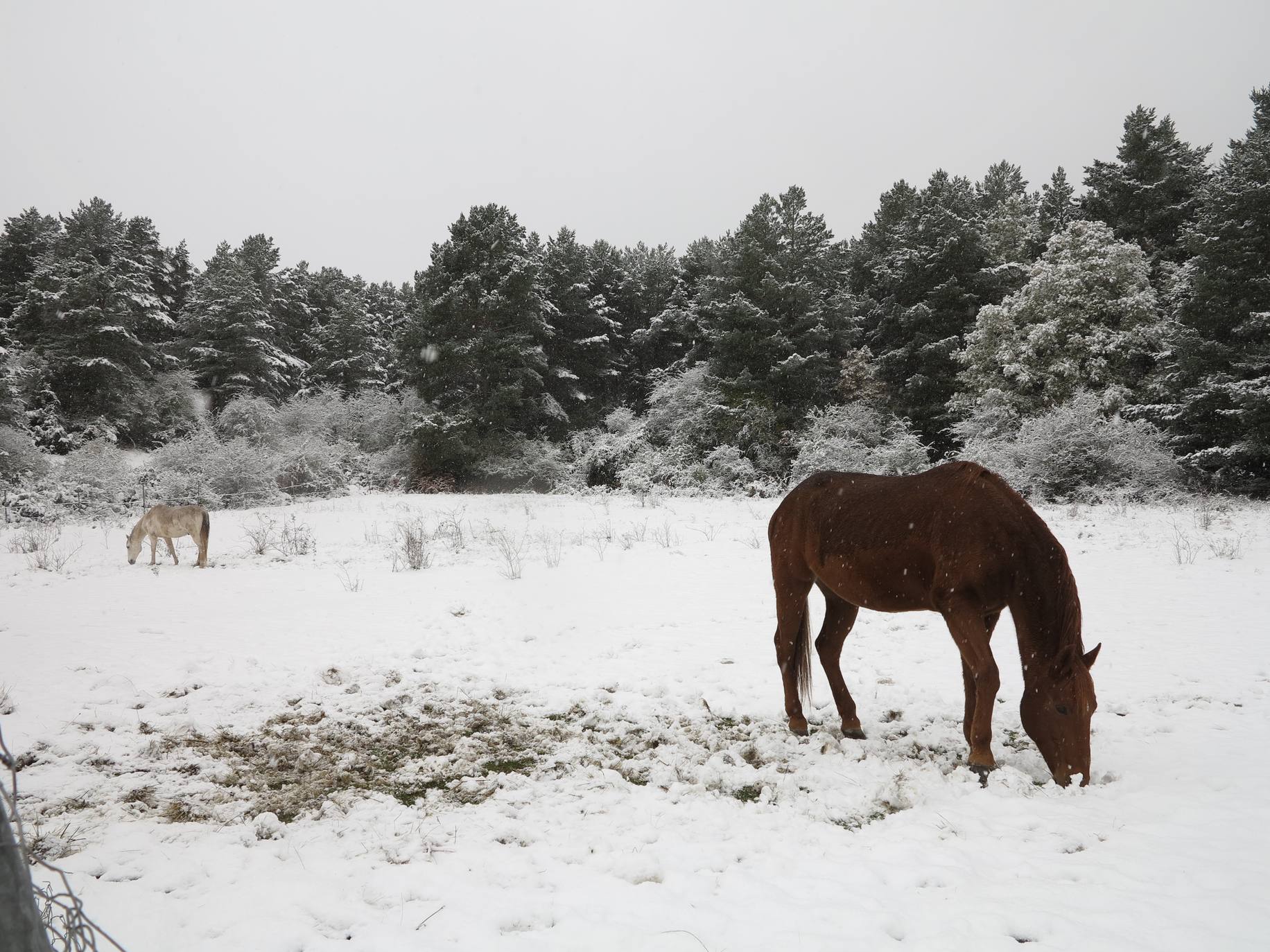 Fotos: Nieve en El Rasillo