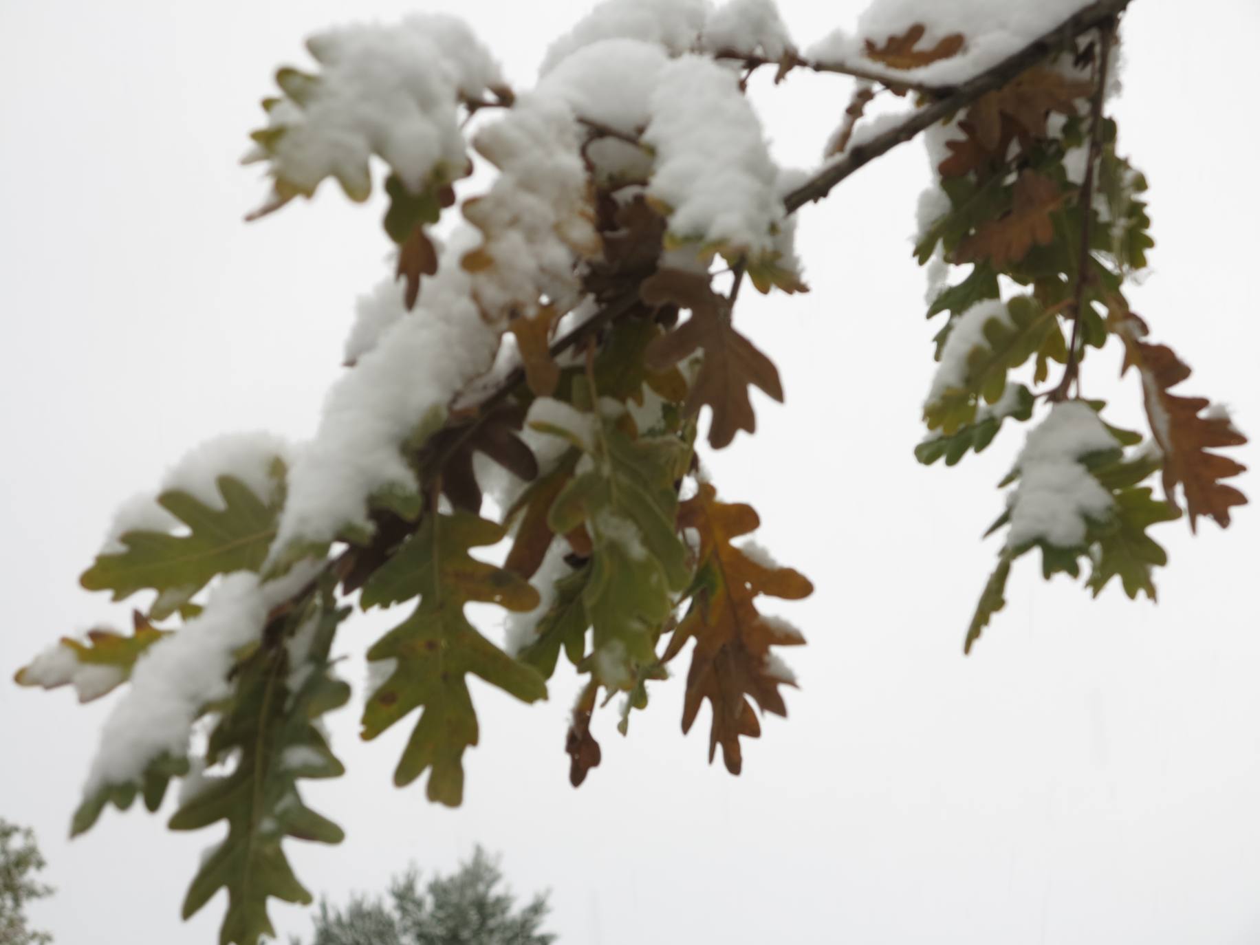 Fotos: Nieve en El Rasillo