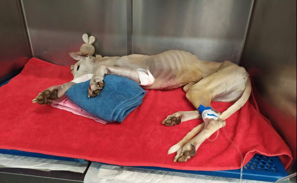 Scooby-Doo, uno de los perros envenenados en Los Lirios, ha muerto