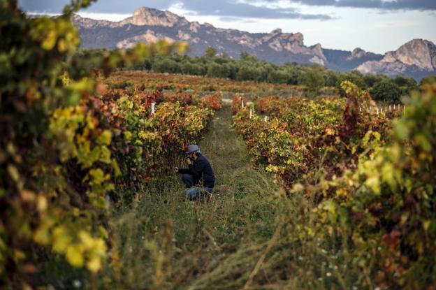 Viejos viñedos de Rioja con la Sierra de Cantabria al fondo. 