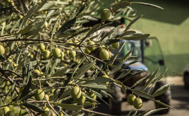 El aceite también es Denominación Rioja