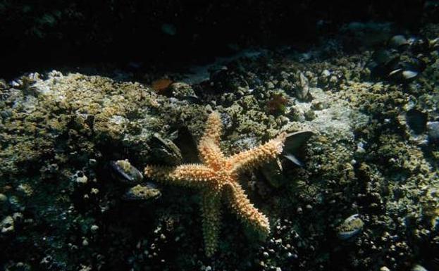 Parque Nacional Marítimo-Terrestre de las Islas Atlánticas de Galicia, Islas Cíes, Pontevedra