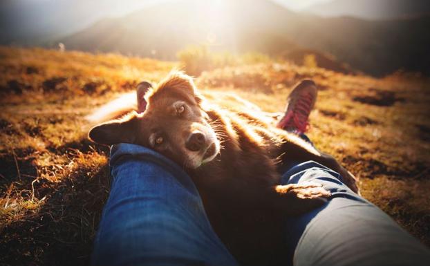 'Finntastic', fotografía ganadora del premio 'Mejor fotógrafo del año 2019' en la categoría 'Perros rescatados'.