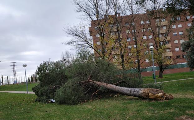 Imagen principal - Árboles caídos, rachas de 180 kilómetros por hora: el viento llega con fuerza a La Rioja