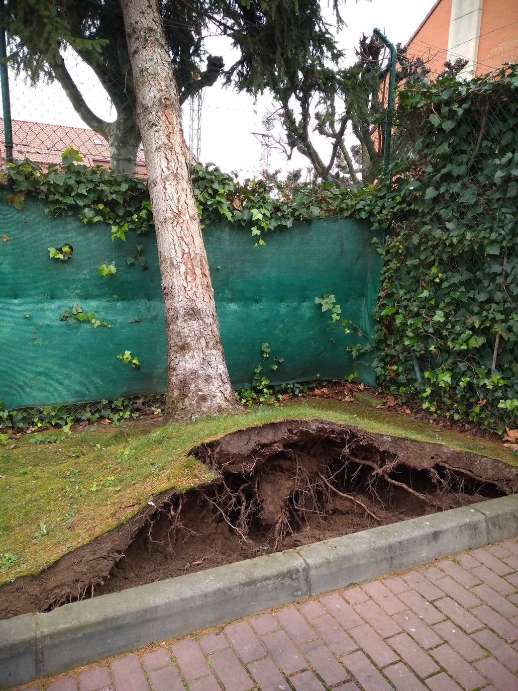 Las fuertes rachas de vendavales han dejado numerosos destrozos en la capital riojana