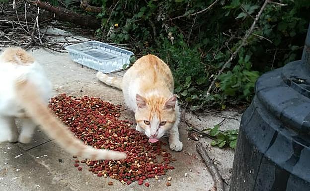Imagen principal - Recogen firmas para evitar la cruzada sonserrana contra los gatos callejeros
