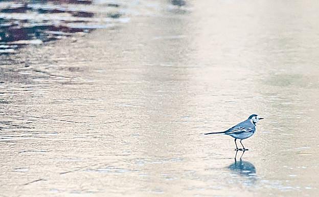 Un pájaro se posa en la piscina helada de la localidad.