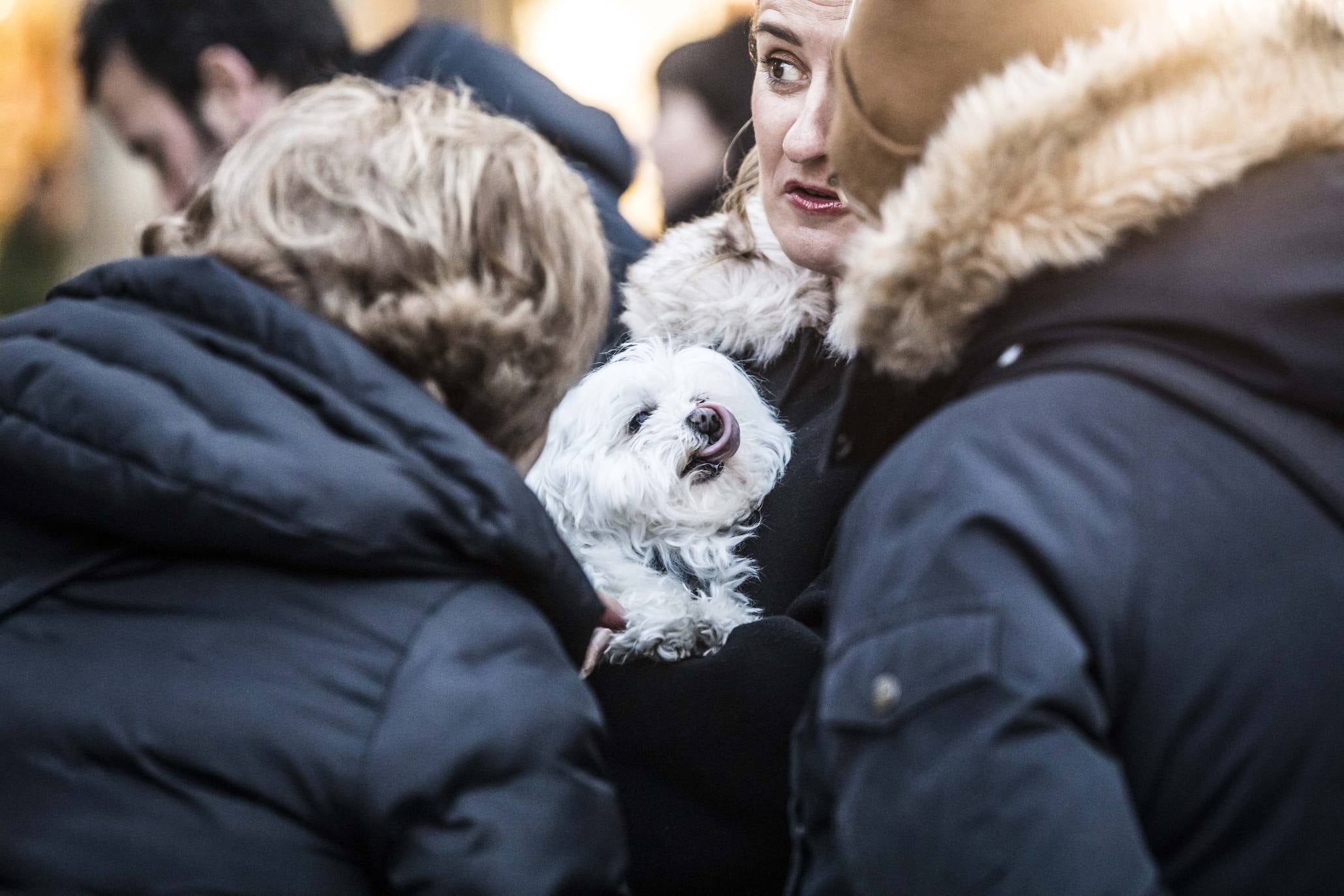 Bendición de los animales en Logroño en el día de San Antón