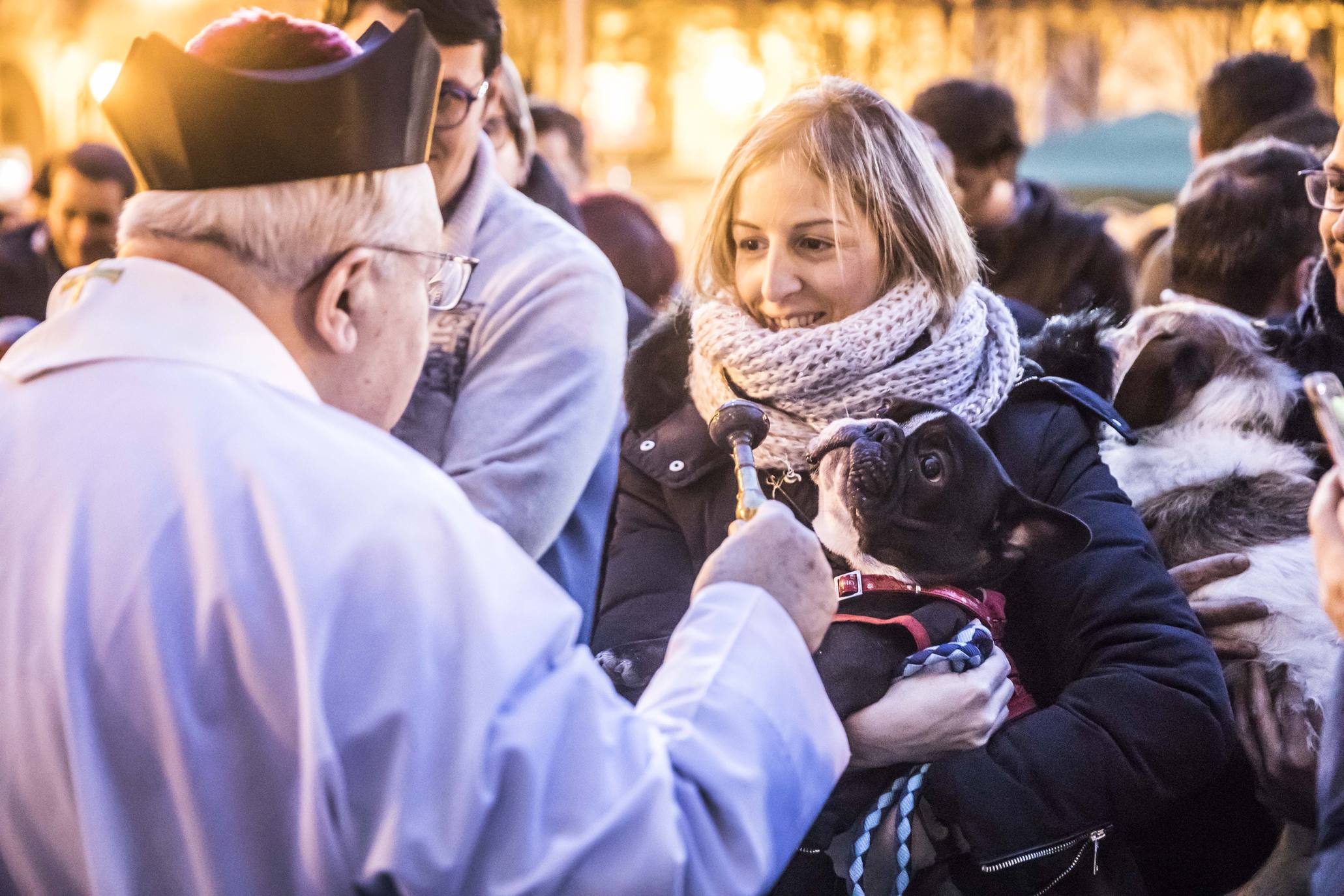 Bendición de los animales en Logroño en el día de San Antón