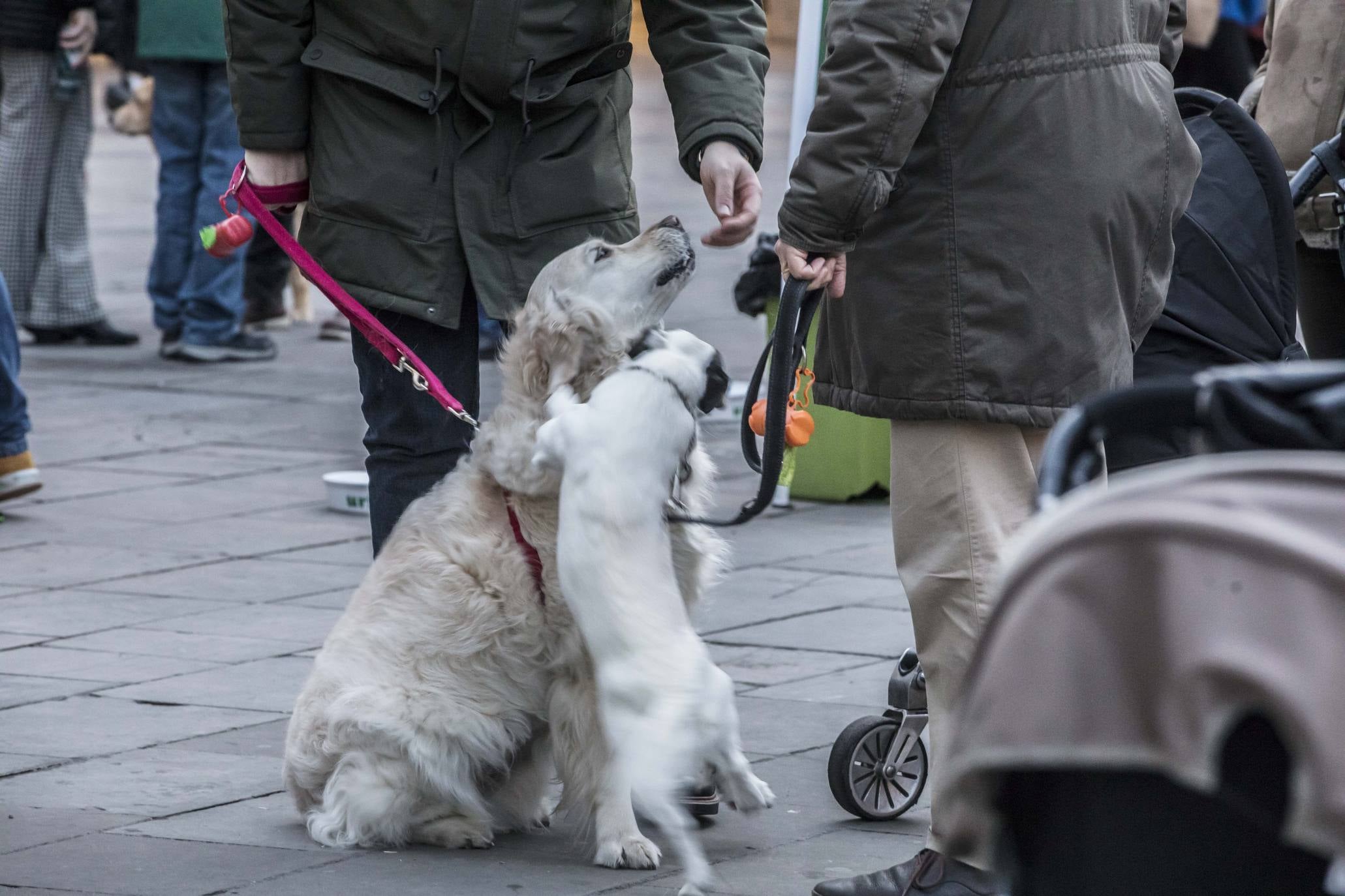 Bendición de los animales en Logroño en el día de San Antón