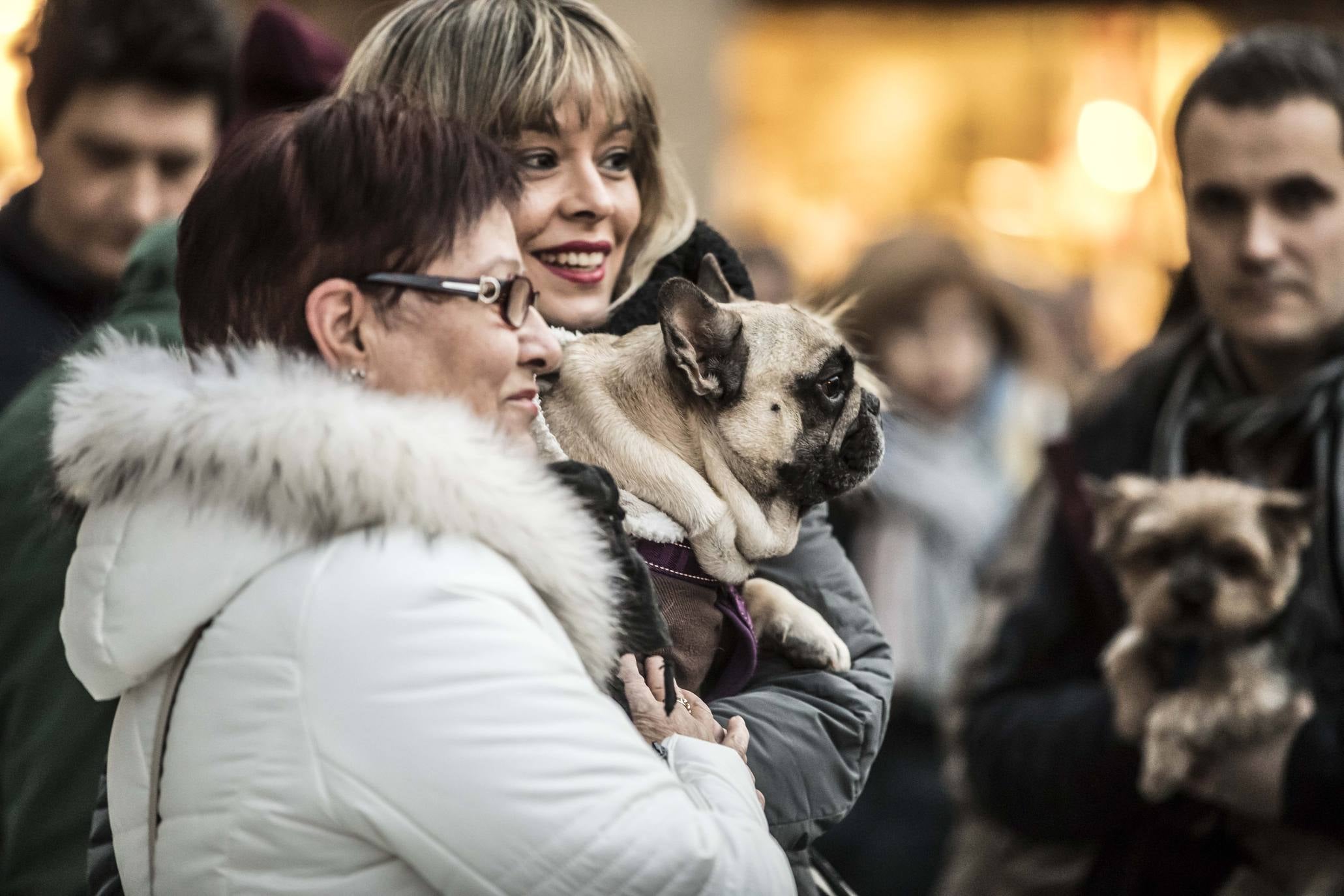 Bendición de los animales en Logroño en el día de San Antón