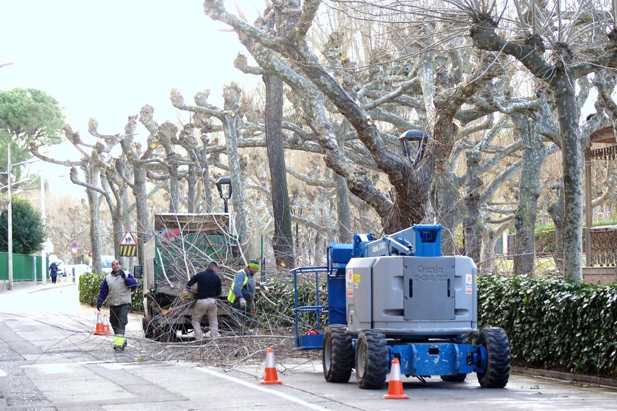 Nájera empieza la poda por el Paseo de San Julián