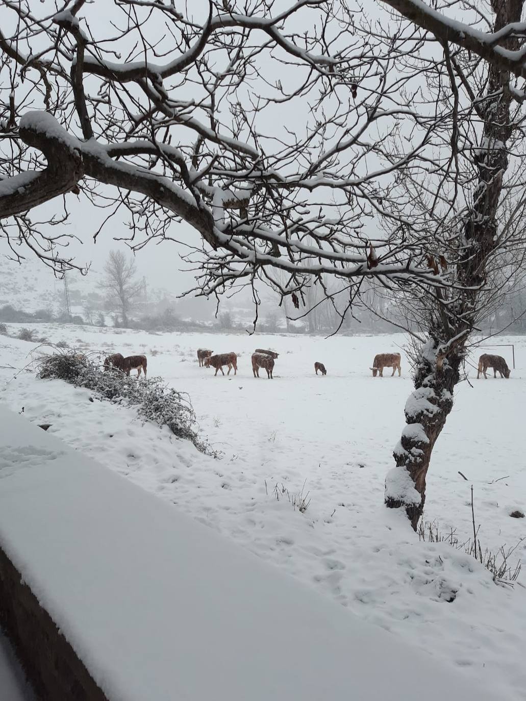 Tal y como anunció ayer la Aemet, los riojanos somos testigos hoy de la alerta amarilla por nieve