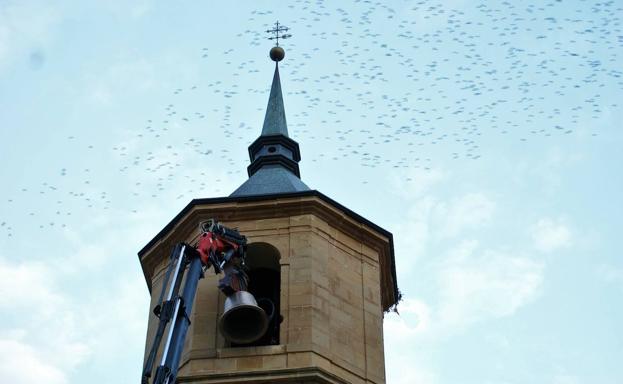 Una de las campanas está a punto de entrar en la torre, mientras sobrevuelan los estorninos.