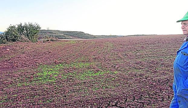 Campo sembrado de cereal destrozado por los conejos.