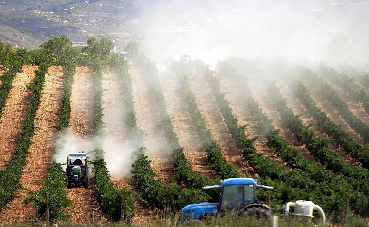 Proyecto para reducir en más del 20% el uso de fitosanitarios contra el oídio