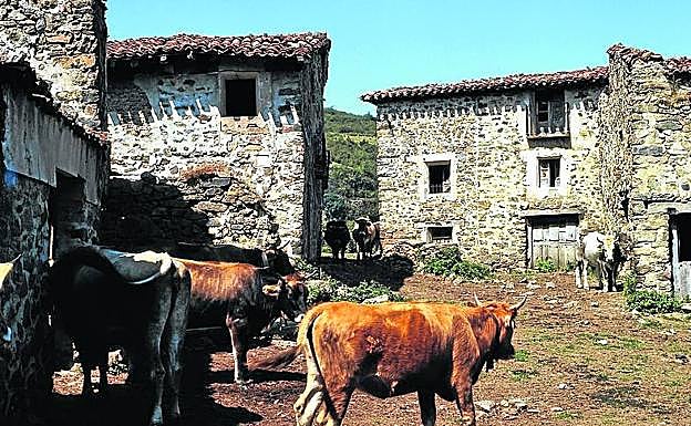 La plaza de Avellaneda llena de vacas en los 70.