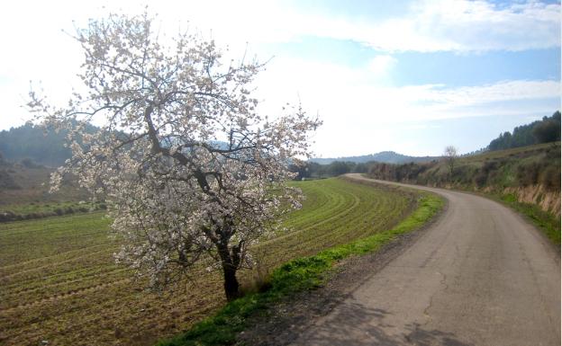 Imagen principal - Camino de Logroño a Entrena, vista de Sojuela y pinar en el ascenso hasta el inicio del Jabalí