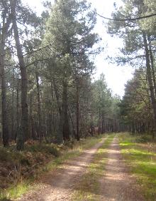 Imagen secundaria 2 - Camino de Logroño a Entrena, vista de Sojuela y pinar en el ascenso hasta el inicio del Jabalí