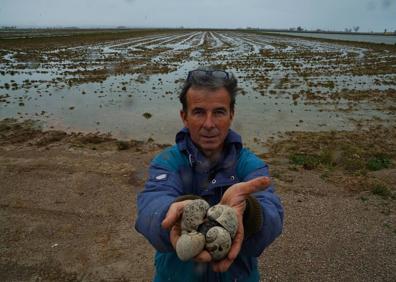 Imagen secundaria 1 - Albert Pons muestra los caracoles que devoran sus arrozales.