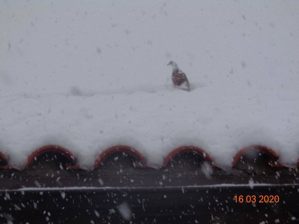 Fotos: La magia blanca de la nieve en El Collado