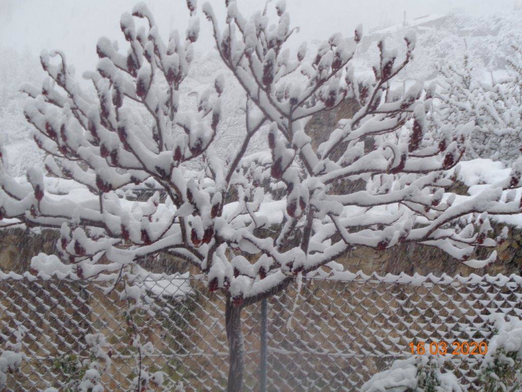 Fotos: La magia blanca de la nieve en El Collado