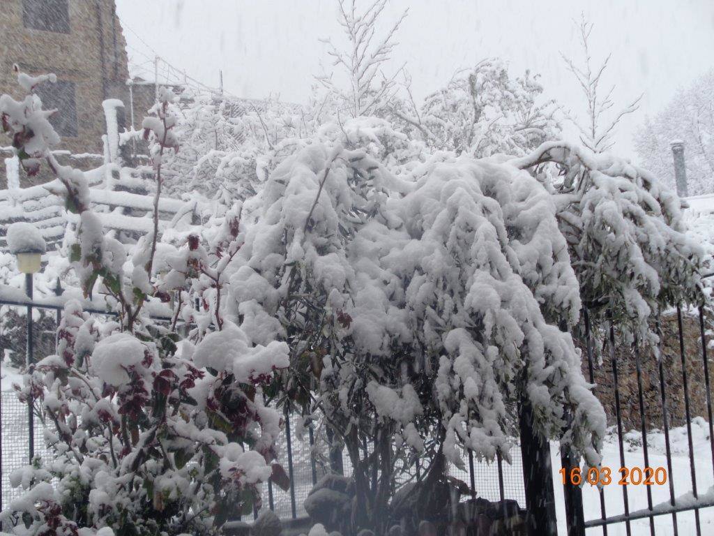 Fotos: La magia blanca de la nieve en El Collado