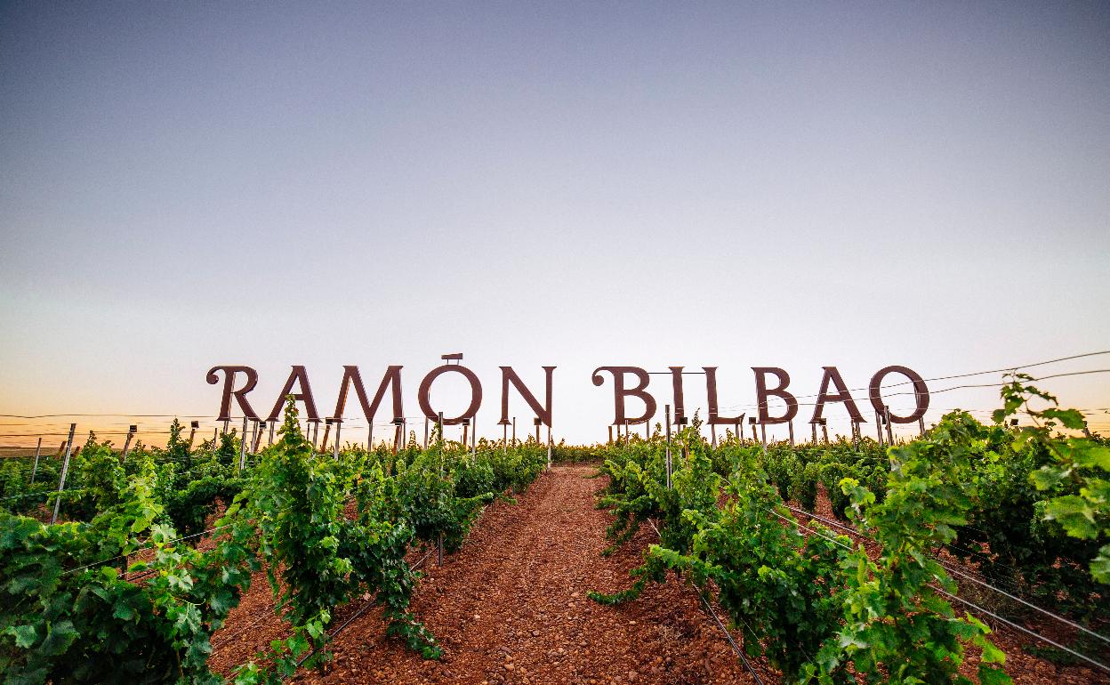 Oídio Detection: cómo adelantarse a la enfermedad