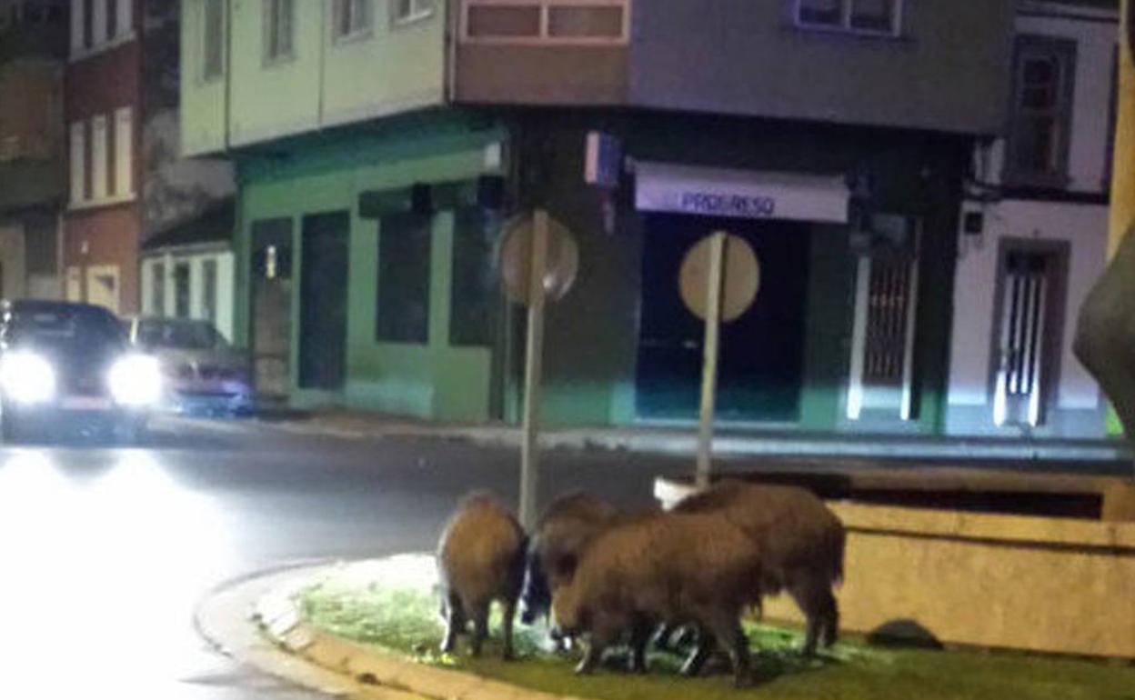 Los jabalíes han sido avistados de noche en estos días en barrios periféricos de ciudades como Barcelona. 