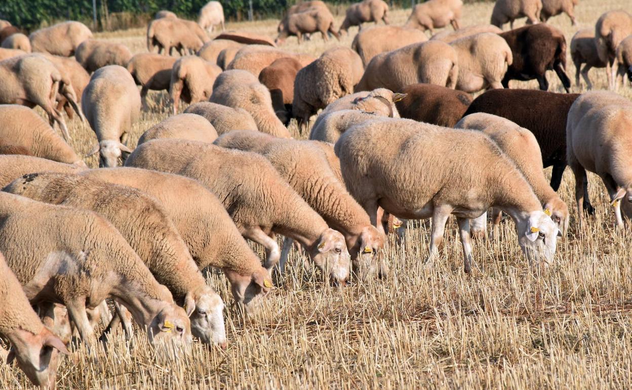 Coronavirus en La Rioja: El campo riojano se enfrenta a la falta de mano de obra