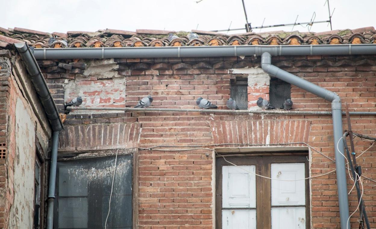 Palomas, ayer por la mañana, en un edificio en estado ruinoso del casco antiguo de la ciudad. 