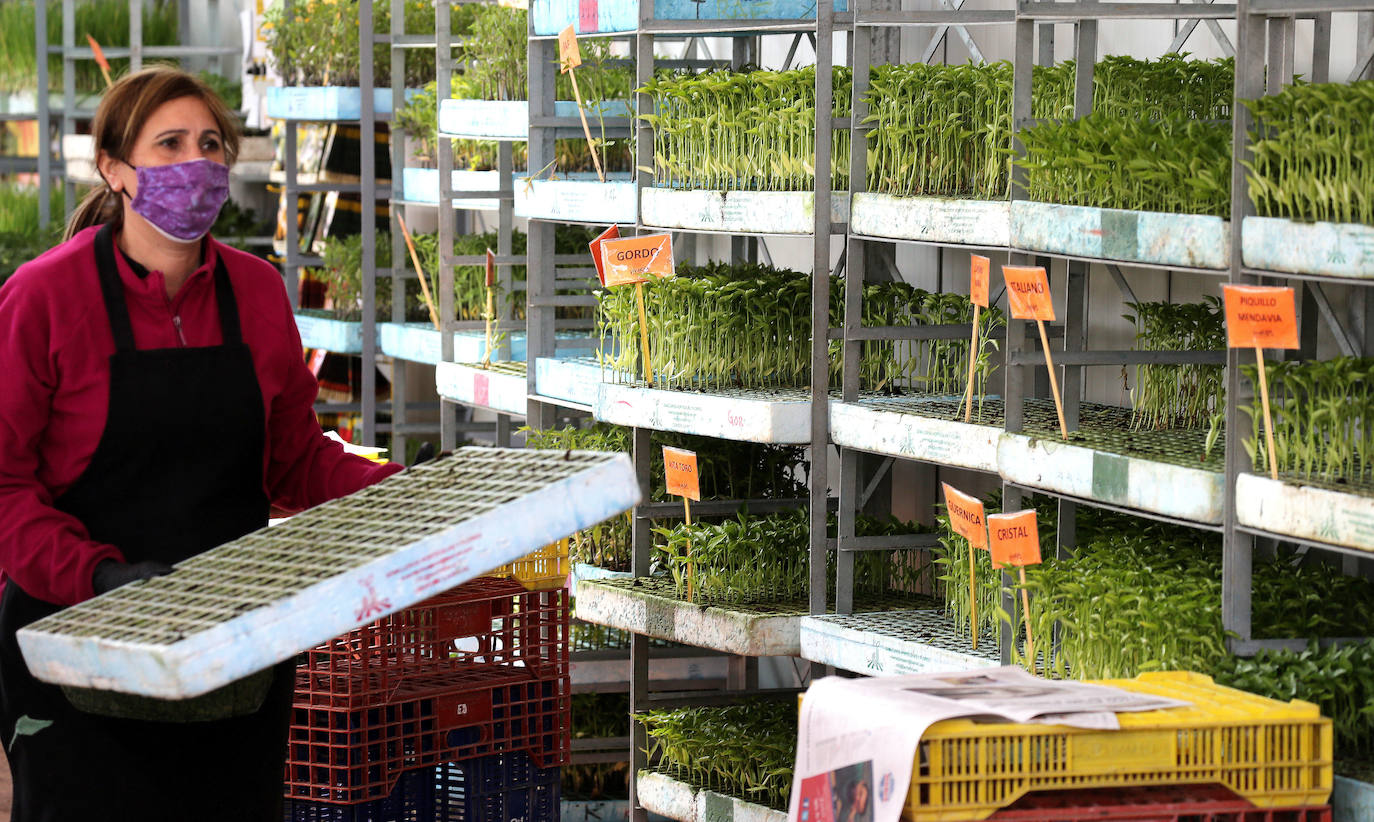 El regreso. Al final, la Administración atendió las demandas de los agricultores no profesionales para poder cultivar sus huertas 