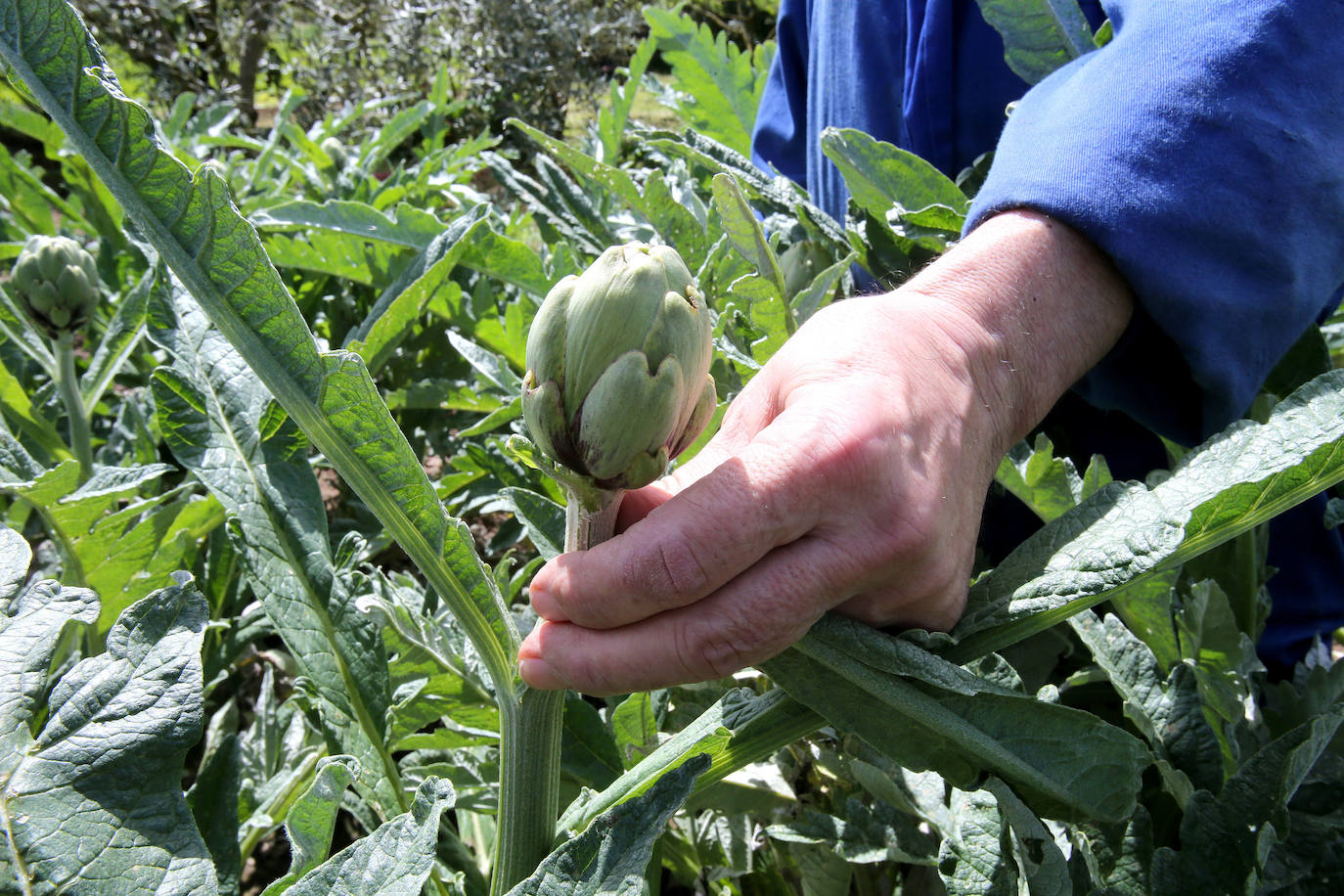 El regreso. Al final, la Administración atendió las demandas de los agricultores no profesionales para poder cultivar sus huertas 