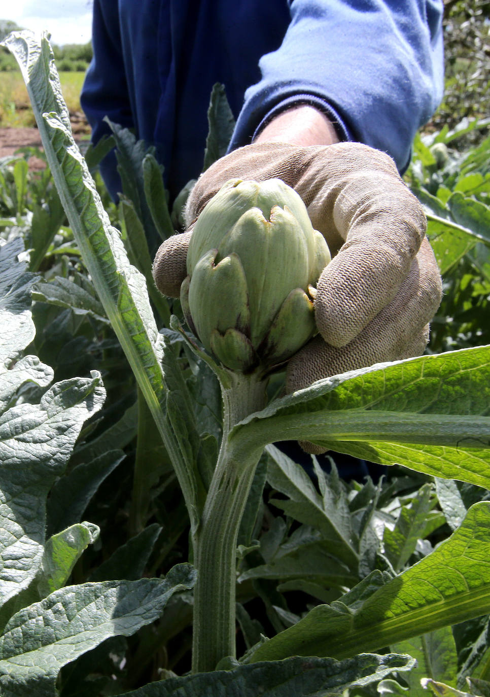 El regreso. Al final, la Administración atendió las demandas de los agricultores no profesionales para poder cultivar sus huertas 