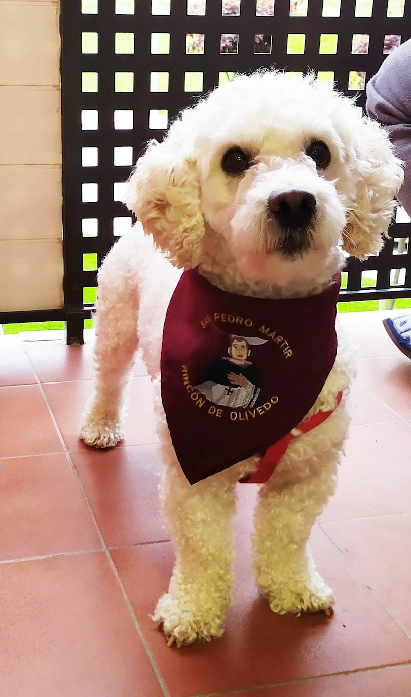 La semana pasada Rincón de Olivedo celebró San Pedro Mártir de Verona. El programa incluyó misa por Facebook, disfraces, gincana, ronda, almuerzo y 'pobre de mí' en los balcones.