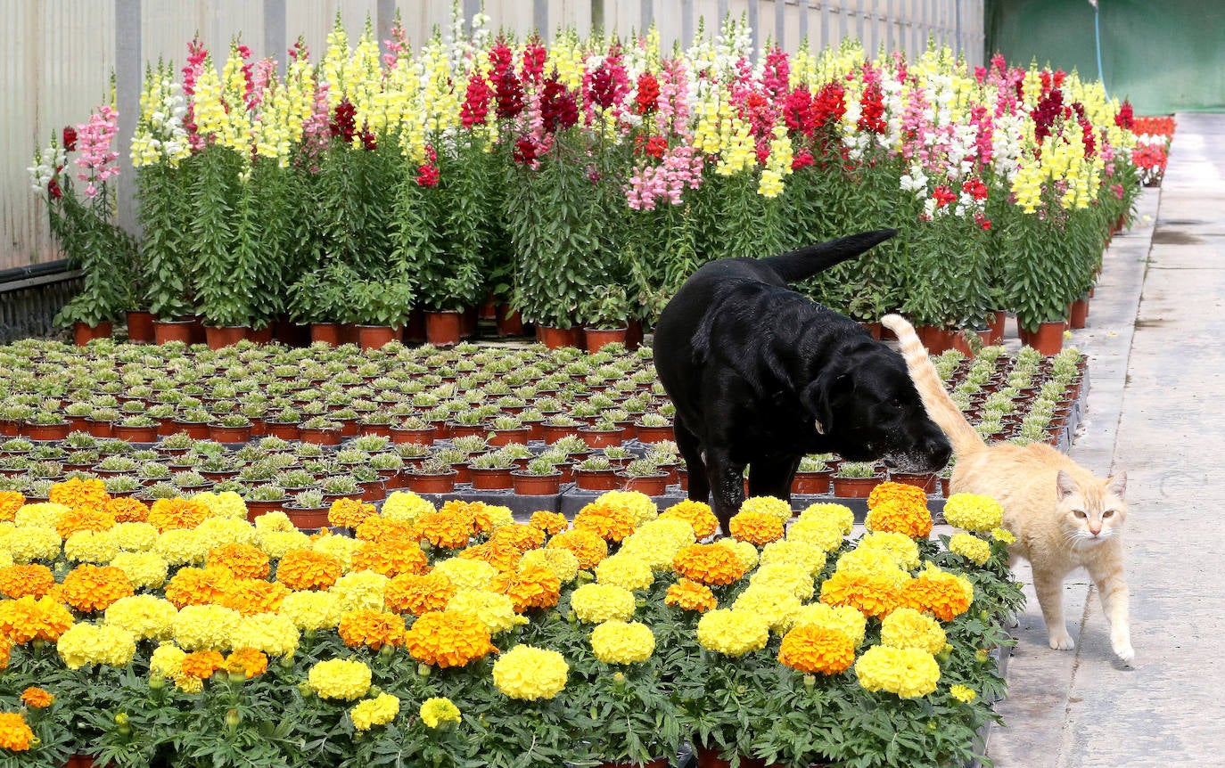 La 'aministía' para el mantenimiento de huertos anima a los viveristas, aunque el mercado de flores pierde una buena parte de la temporada.