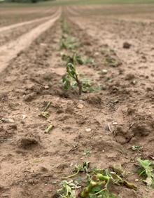 Imagen secundaria 2 - Estado de las viñas tras el granizo caído en Casalarreina este domingo
