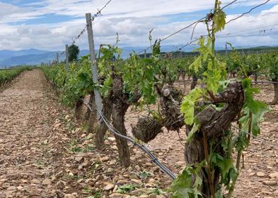 Imagen secundaria 1 - Estado de las viñas tras el granizo caído en Casalarreina este domingo