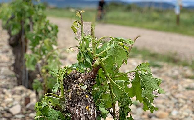 Imagen principal - Estado de las viñas tras el granizo caído en Casalarreina este domingo