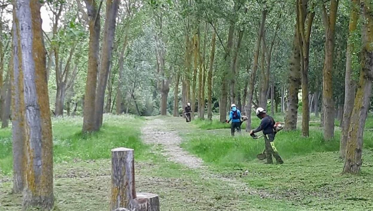 Labores de desbroce en el área recreativa El Viano. 