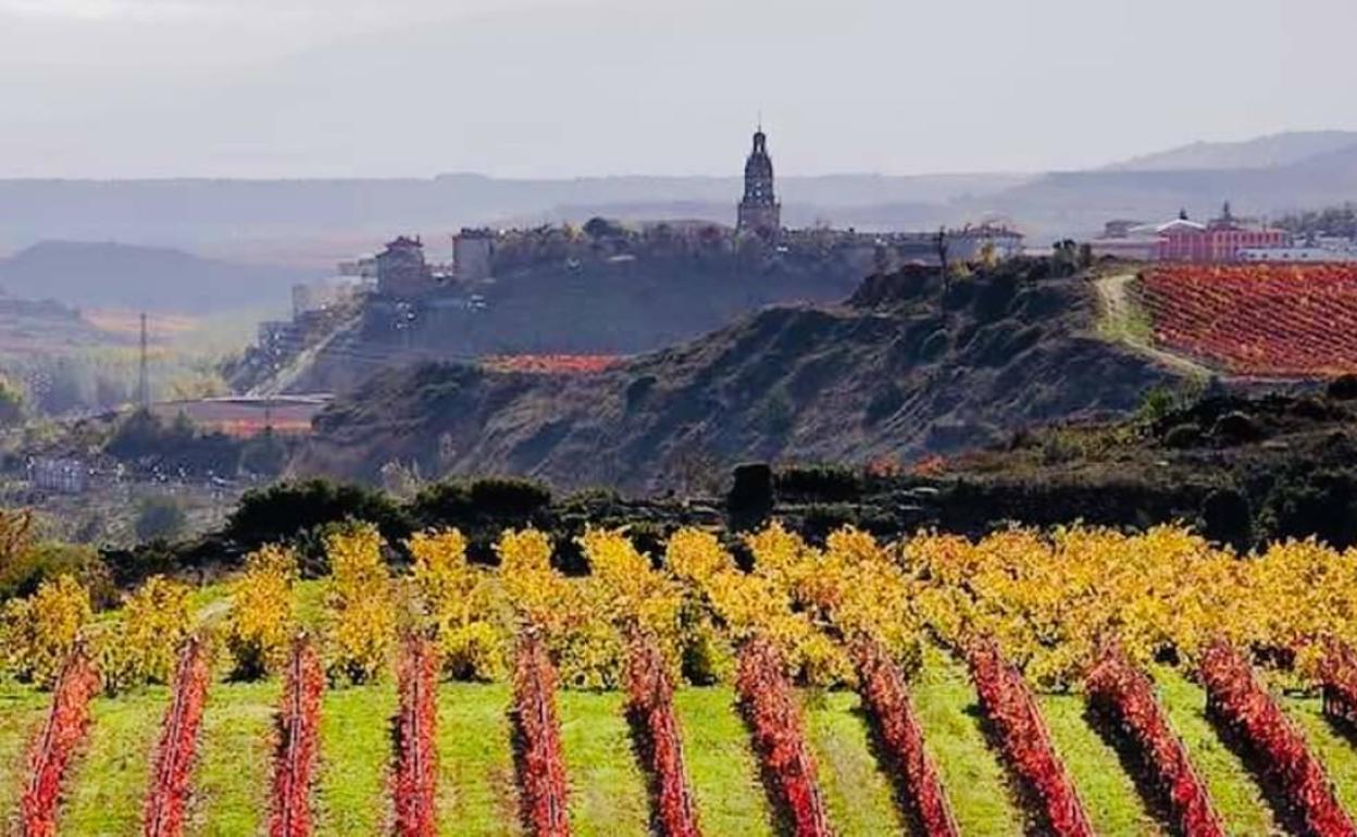 Viñedos con Haro al fondo.
